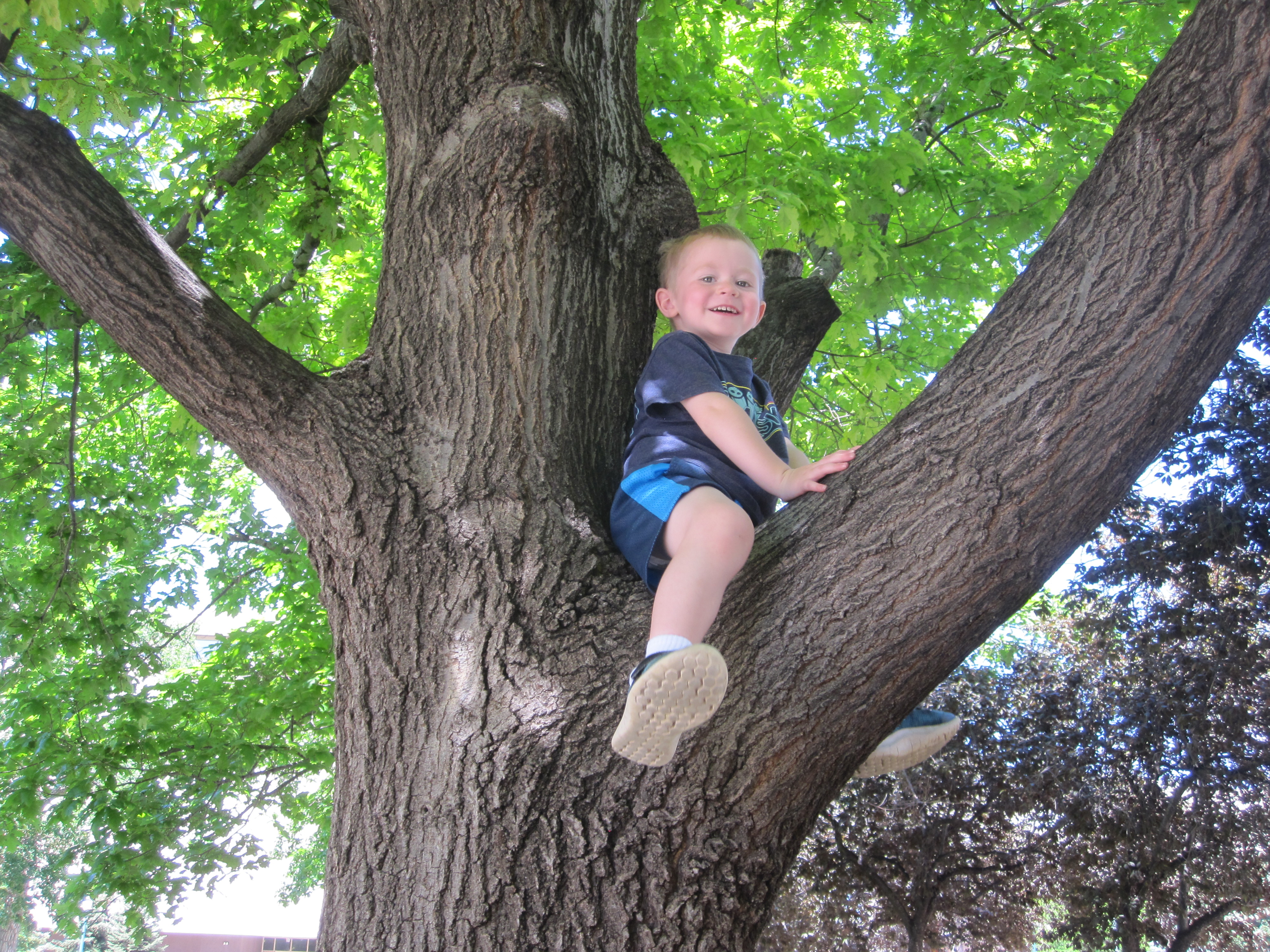 Mass in tree
