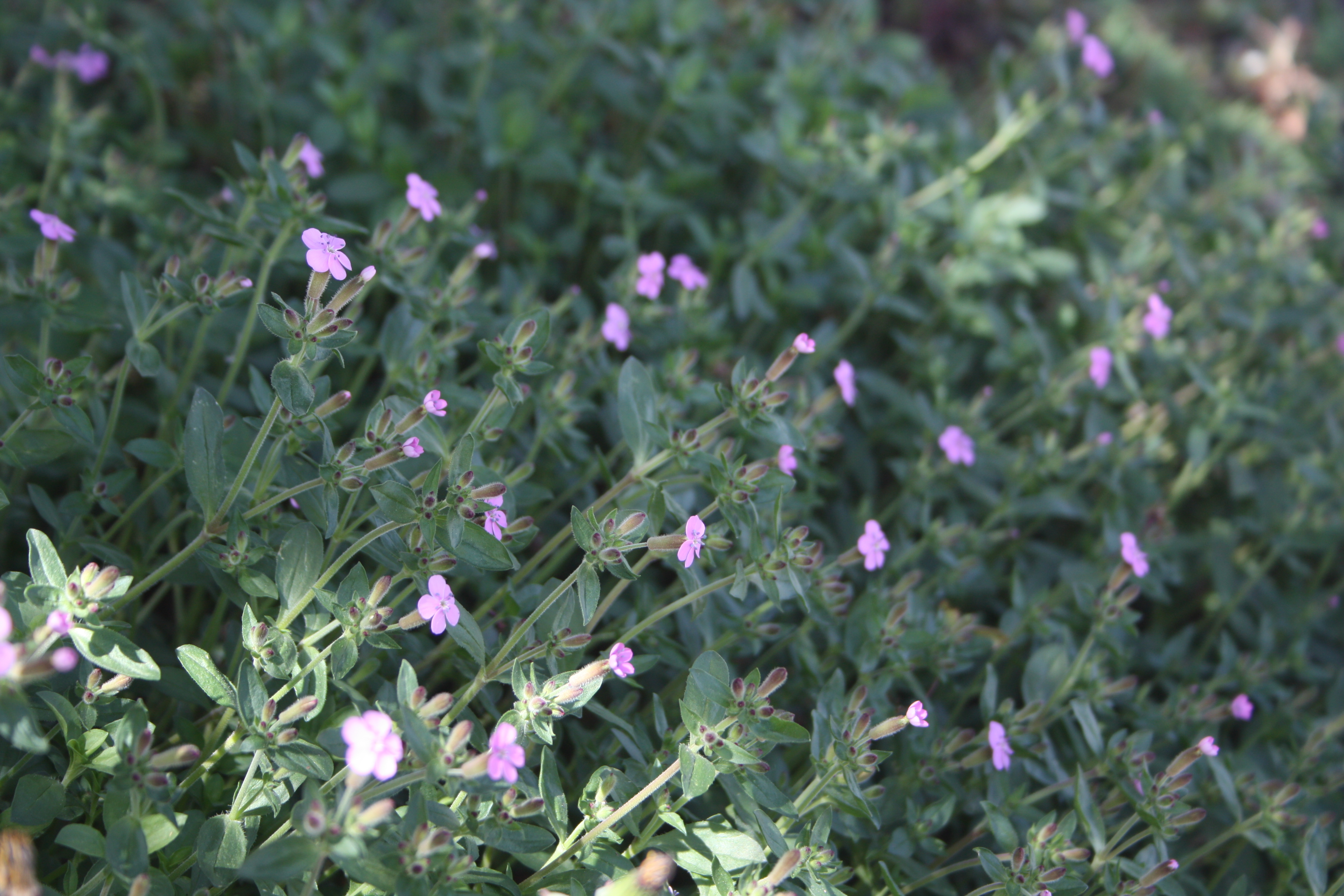 Green Flowers