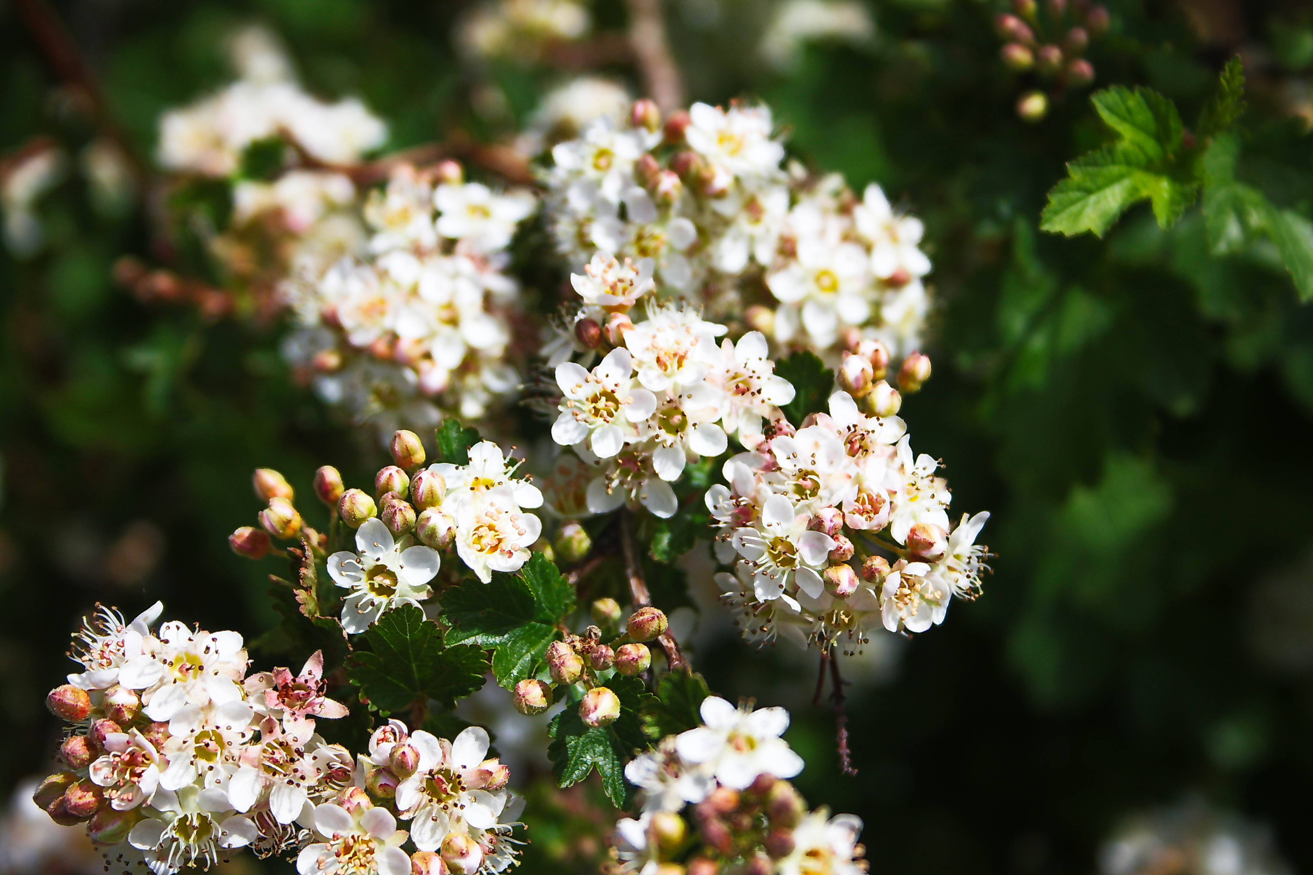 Little Flowers